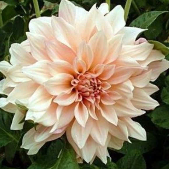 Meet your Posher, Jade - Picture 2 of 2